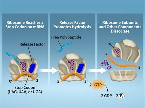 15.5 Ribosomes and Protein Synthesis - Biology 2e - muktibox.com