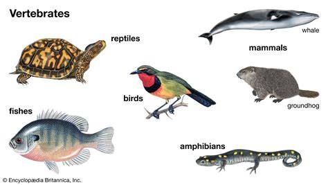 15.6 Vertebrates - Concepts of Biology | OpenStax - raincitystudios.com