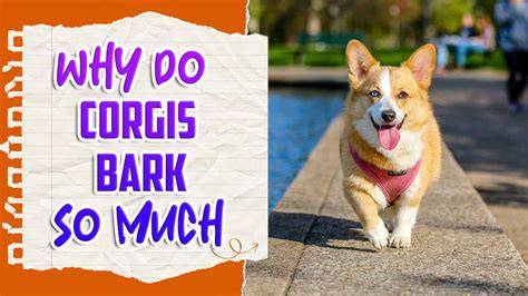 150 Corgis Race, Bark & Dress Up in Vilnius! International Corgi Competition Highlights (2026)