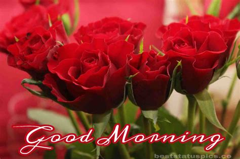 151+ Good Morning Romantic Red Rose Images and Pics