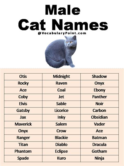 155 Popular Cat Names to Suit Every Cat and Kitten ...