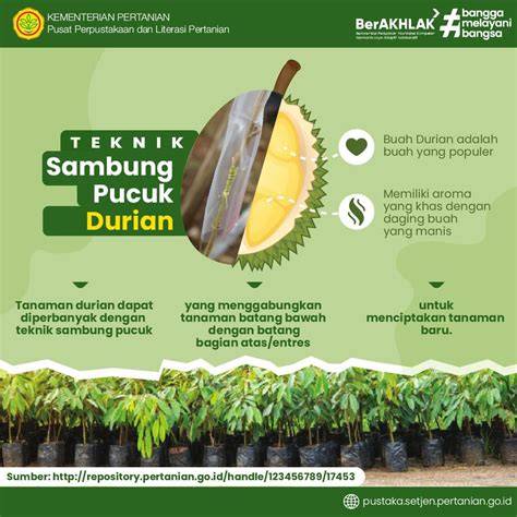 15_ Final ArtWork_ Sambung Pucuk Durian - Pertanian - raincitystudios.com