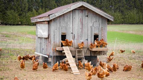 16,858 Chicken Coop Stock Photos, Images & Pictures