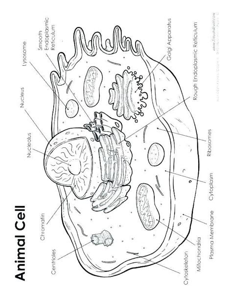 16+ Cell Coloring Page Color Info