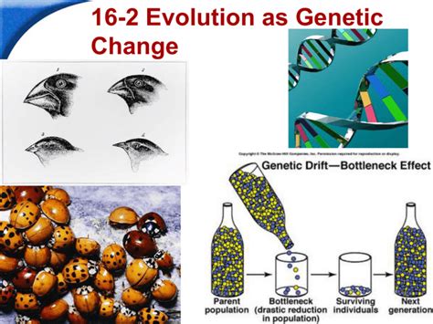 16 2 evolution as genetic change