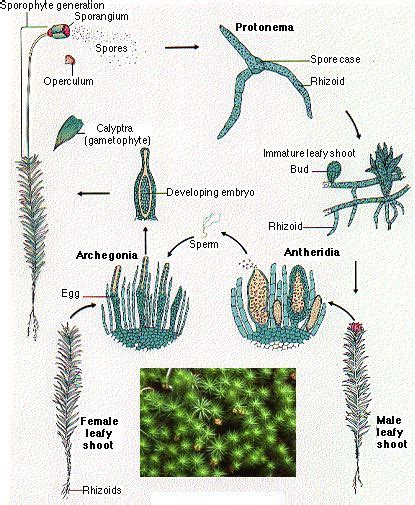 16 3b Moss Life Cycle Biology Libretexts Moss Life Cycle Worksheet - Moss Life Cycle Worksheet