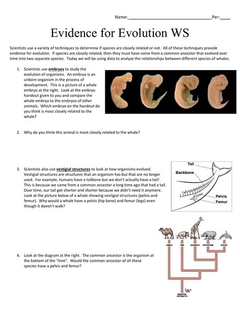 16 4 Evidence Of Evolution Studyres Evidence Of Evolution Maze Answer Key - Evidence Of Evolution Maze Answer Key