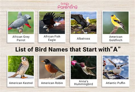 16 Amazing Birds Beginning With A (With Pictures)