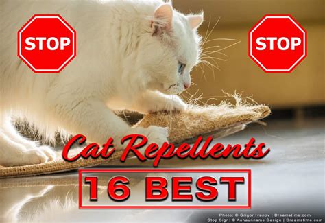 16 Best Cat Repellents and Deterrents - Pest Pointers