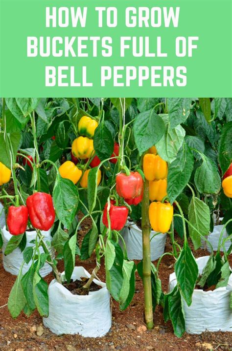 16 Best Pepper Varieties to Grow in Your Garden - MorningChores