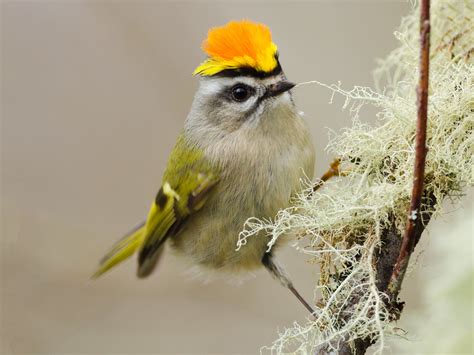 16 Birds With Beautiful Crowns (With Pictures) - Sonoma Birding