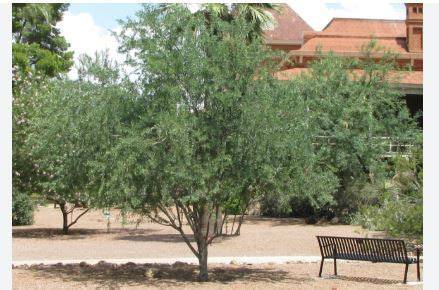 16 Different Types of Ironwood Trees - AMERICAN … - raincitystudios.com