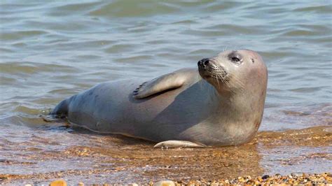 16 Facts About Pinniped - muktibox.com