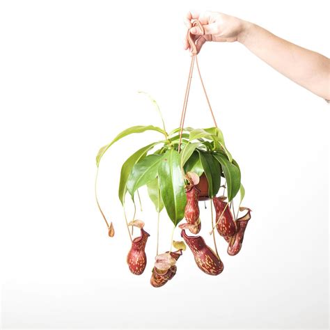 16 GAYA FLOWER ideas