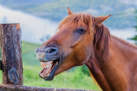 16 Horse Puns to Make Your Equestrian Friends Roll Their Eyes