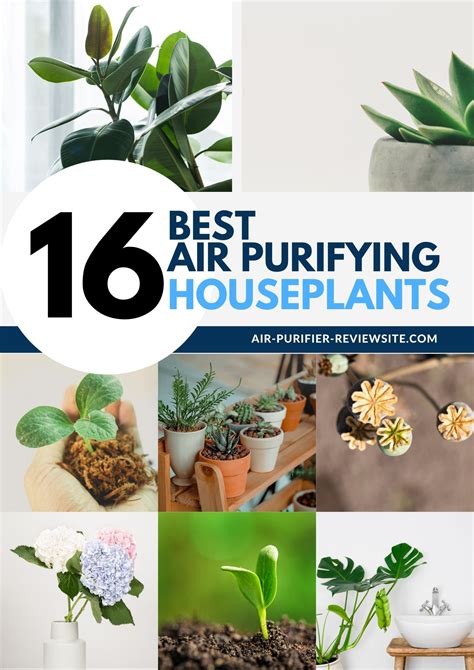 16 Houseplants You Can Use As Air Purifiers - HouseFresh