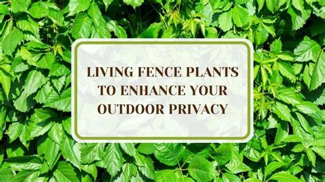 16 Living Fence Plants to Enhance Your Outdoor Privacy - raincitystudios.com