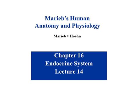 16 Marieb Endocrine System Chapter