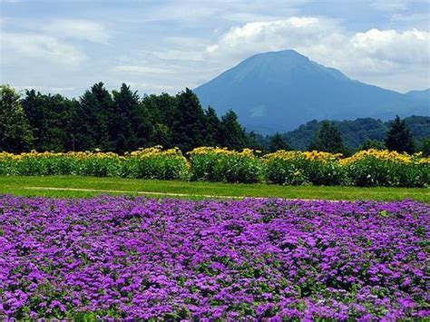 16 Must-See Flower Gardens Around Japan