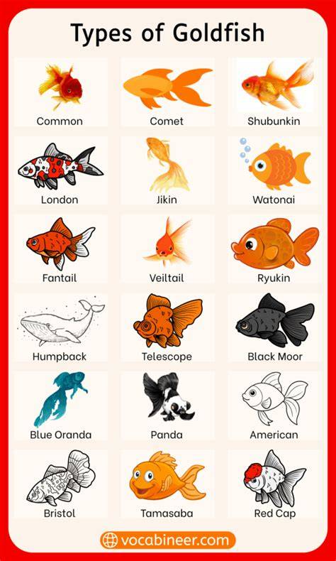16 Types of Common and Fancy Goldfish (With Pics) - raincitystudios.com