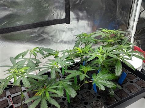 16 Tips For Getting The Best Clones From Your Cannabis …