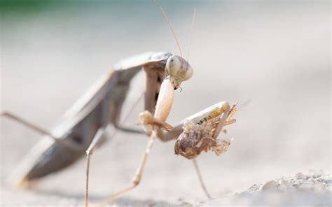 16 Types of Praying Mantis You Can Keep as Pet - Insectic