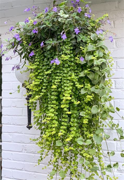 16 Best Hanging Plants For Shade Flower Baskets Hanging Basket Flowers For Shade - Hanging Basket Flowers For Shade