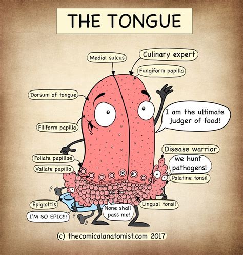 16 Fun Facts About The Tongue You Likely Label The Parts Of The Tongue - Label The Parts Of The Tongue