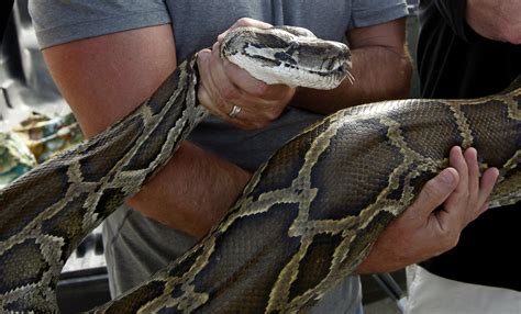 16-foot python pregnant with over 60 eggs removed from Everglades