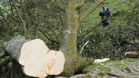16-year-old boy accused of cutting down landmark tree 'loved by millions' in England
