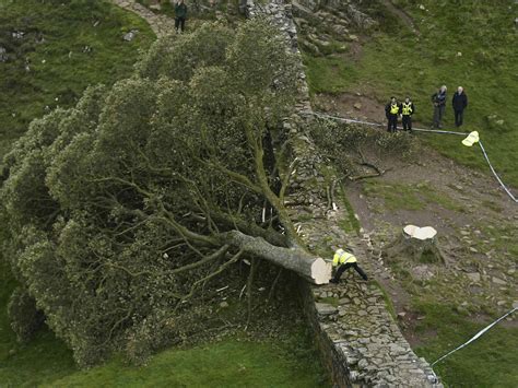16-year-old boy arrested in England over the ‘deliberate’ felling of a famous tree at Hadrian’s Wall