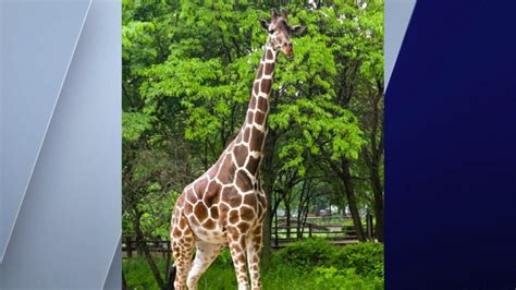 16-year-old giraffe expecting calf at Brookfield Zoo