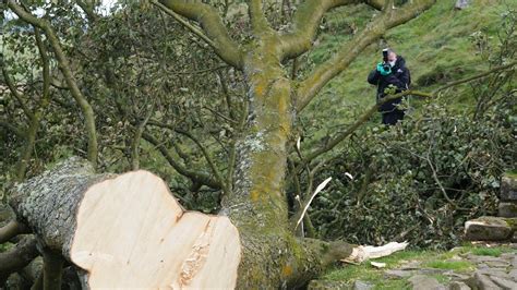 16-year-old male arrested on suspicion of felling a landmark tree in England released on bail
