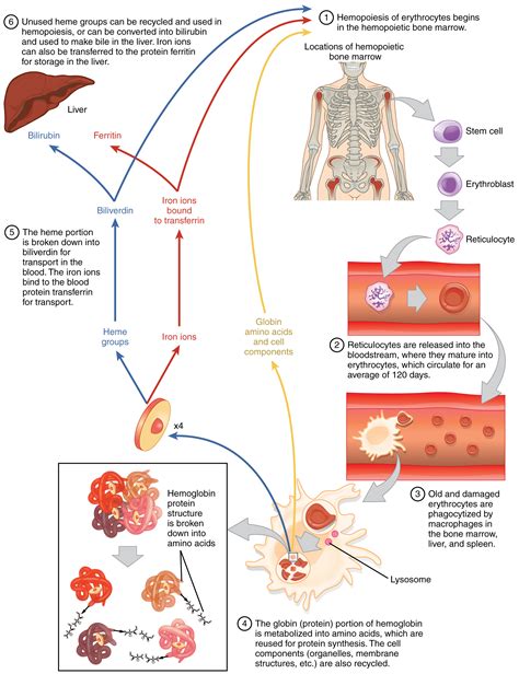 16.3: Erythrocytes - Medicine LibreTexts - muktibox.com