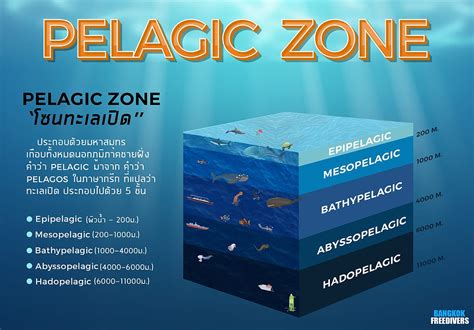 16.4: Pelagic Depth Zones - Geosciences LibreTexts - raincitystudios.com