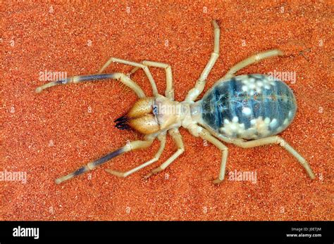 161 Camel Spider Stock Photos and Images - 123RF