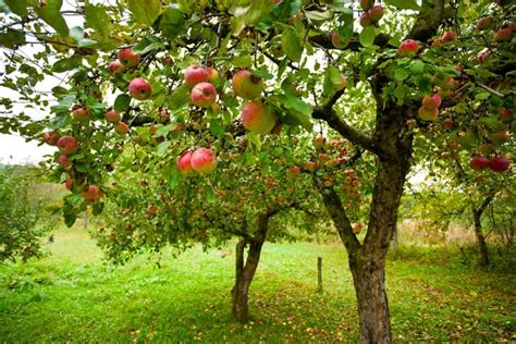 165,100+ Apple Trees Stock Photos, Pictures & Royalty …