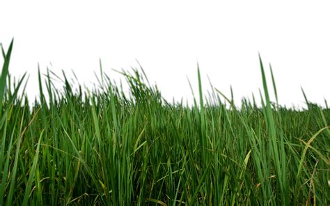 165 Grass Transparent Background Premium High Res …