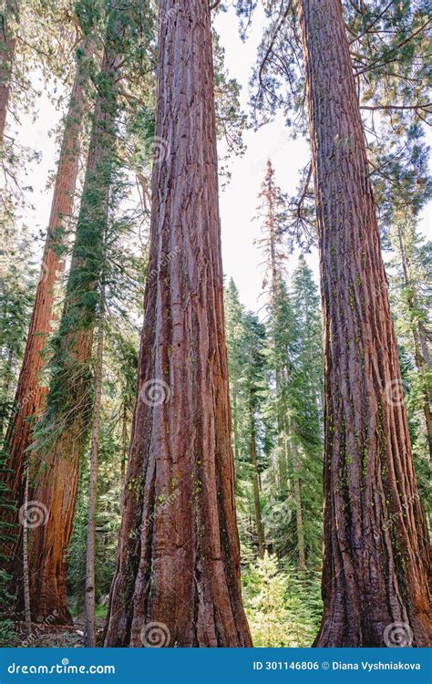 17,804 Redwood Tree Stock Photos, Images & Pictures