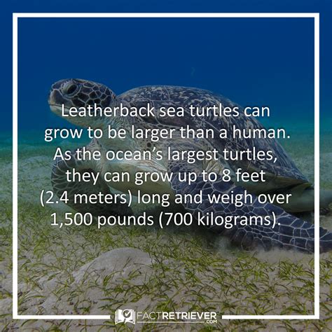 17 Amazing Turtle Facts You Probably Never Knew