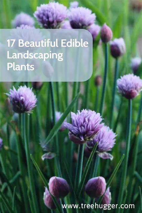 17 Beautiful Edible Landscaping Plants - Treehugger - raincitystudios.com