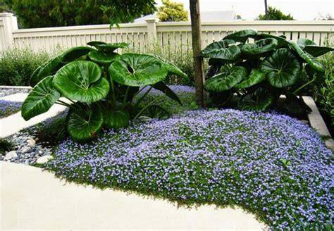 17 Beautiful Ground Covers for Shade - Epic Gardening - raincitystudios.com