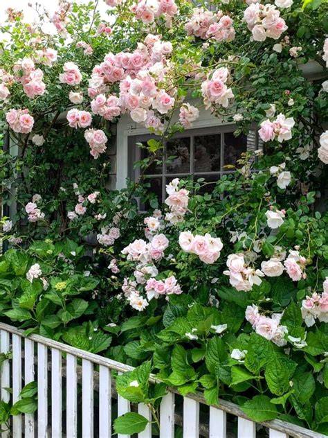 17 Best Climbing Roses for Your Garden - The Spruce - raincitystudios.com