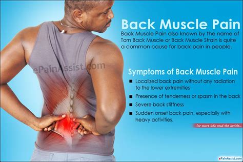 17 Back Muscles That Cause the Most Back Pain (and how …