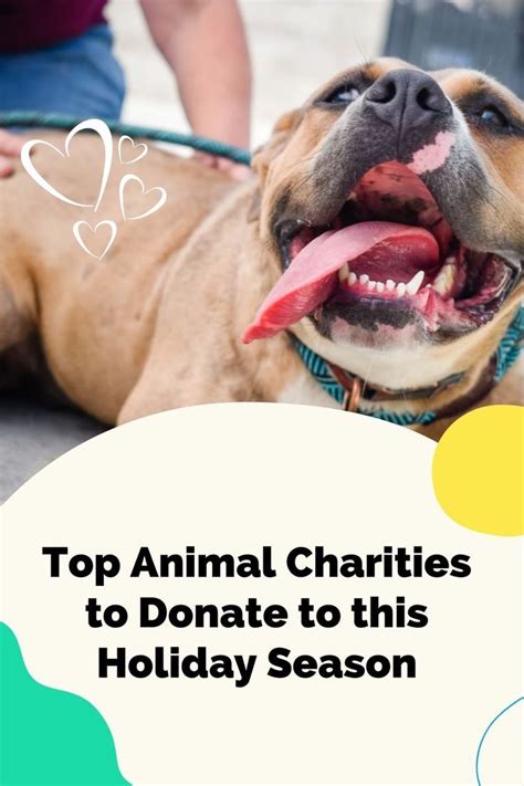 17 Best Animal Charities You Can Donate To - Nonprofit …