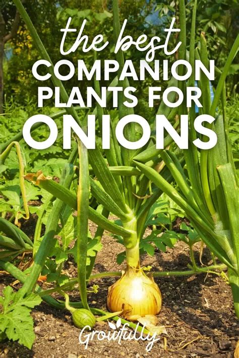 17 Best and Worst Companion Plants For Onions - Back Garden