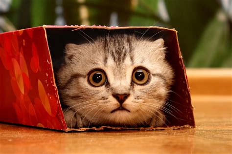 17 Cats in Boxes That Prove It