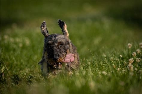 17 Cute and Shaggy Wire-Haired Dogs PetMaximalist