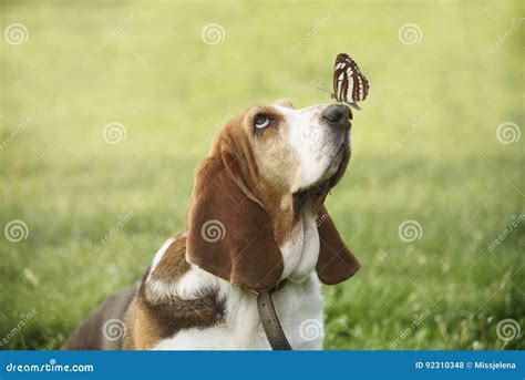 17 Dog Nose Butterfly Premium High Res Photos - Getty Images