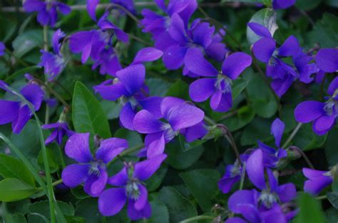 17 Gorgeous Violet Plants (With Pictures) - Naturallist